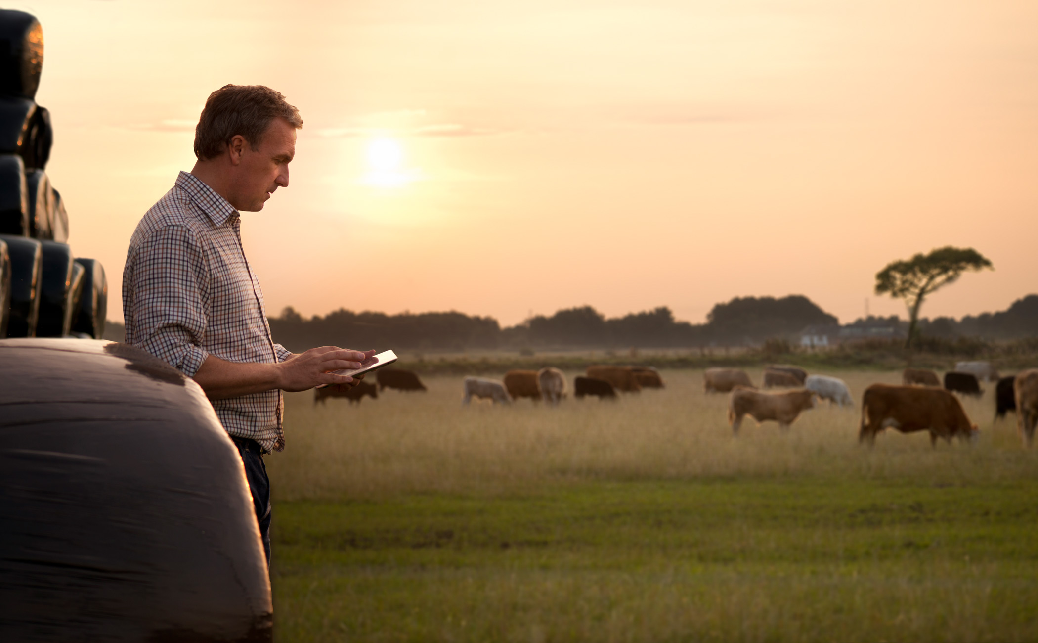 man in cow field on a tablet